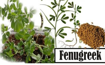 Is Fenugreek good for low milk supply